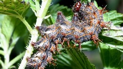 Caterpillar insects caterpillars
