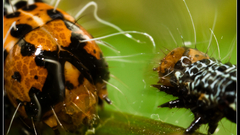 Caterpillar meeting high