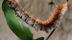 Caterpillars