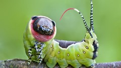 Caterpillars