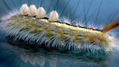 Caterpillars