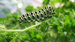 Caterpillars nature insects
