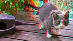 Cats 3d anaglyph