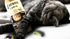 Cats alcohol limes corona beers