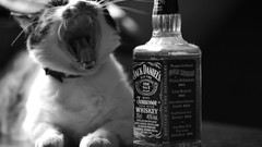 Cats alcohol whiskey jack daniels liquor greyscale