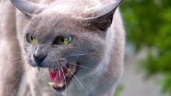 Cats angry