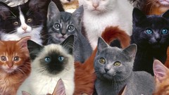 Cats Animals