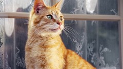 Cats Animals