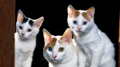 Cats Animals