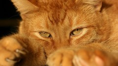 Cats Animals