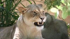 Cats Animals angry Lions