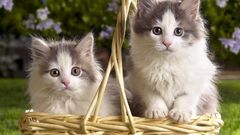Cats Animals baskets