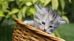 Cats Animals baskets