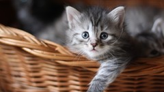 Cats Animals baskets