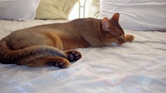 Cats Animals beds sleeping