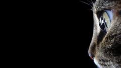 Cats Animals black background