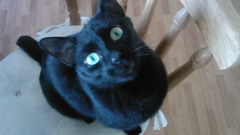 Cats Animals black cat