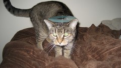 Cats Animals blanket compact