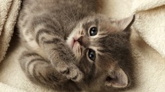 Cats Animals blanket Kittens