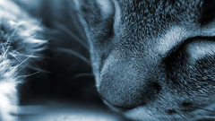 cats Animals blue sleeping feline closed eyes Mammals