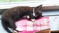 Cats Animals Books Kittens