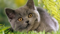 Cats Animals British Shorthair