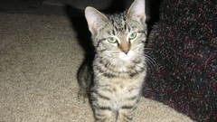 Cats Animals carpet Kittens