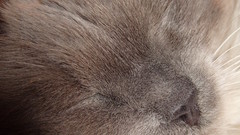 Cats Animals cat animal