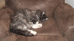 Cats Animals cat animal