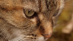 Cats Animals cat animal