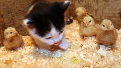 Cats Animals Chickens Kittens