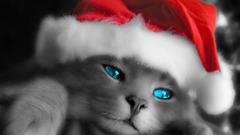 Cats Animals Christmas
