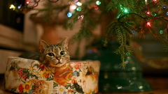 Cats Animals Christmas Christmas