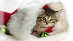Cats Animals Christmas Christmas