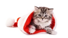 Cats Animals Christmas Kittens