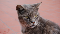 Cats Animals close-up