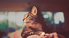 cats Animals closeup looking into the distance indoors Mammals