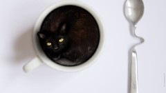 Cats Animals coffee cups