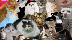Cats Animals collage