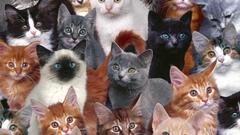 Cats Animals collage