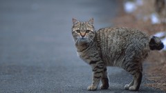 Cats Animals depth of