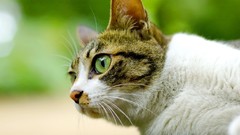 Cats Animals depth of