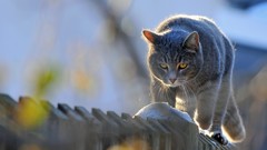 Cats Animals depth of