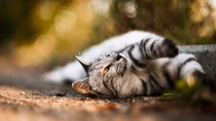 Cats Animals depth of