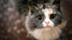 Cats Animals depth of