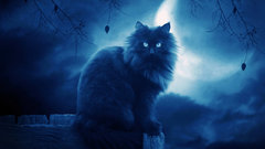 Cats Animals deviantart