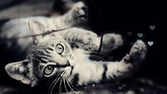 Cats Animals deviantart Kittens