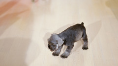 Cats Animals Dogs animal