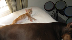 Cats Animals Dogs animal