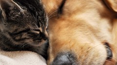 Cats Animals Dogs Kittens